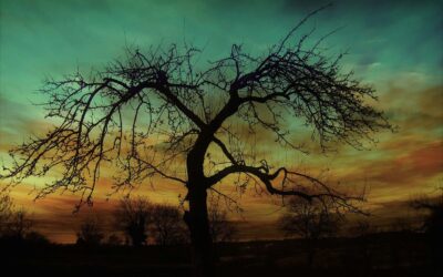 Carta 10: Apoyo al árbol fragmentado