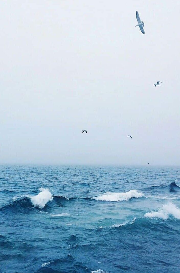 Mar y aves. La despedida de una temporada.