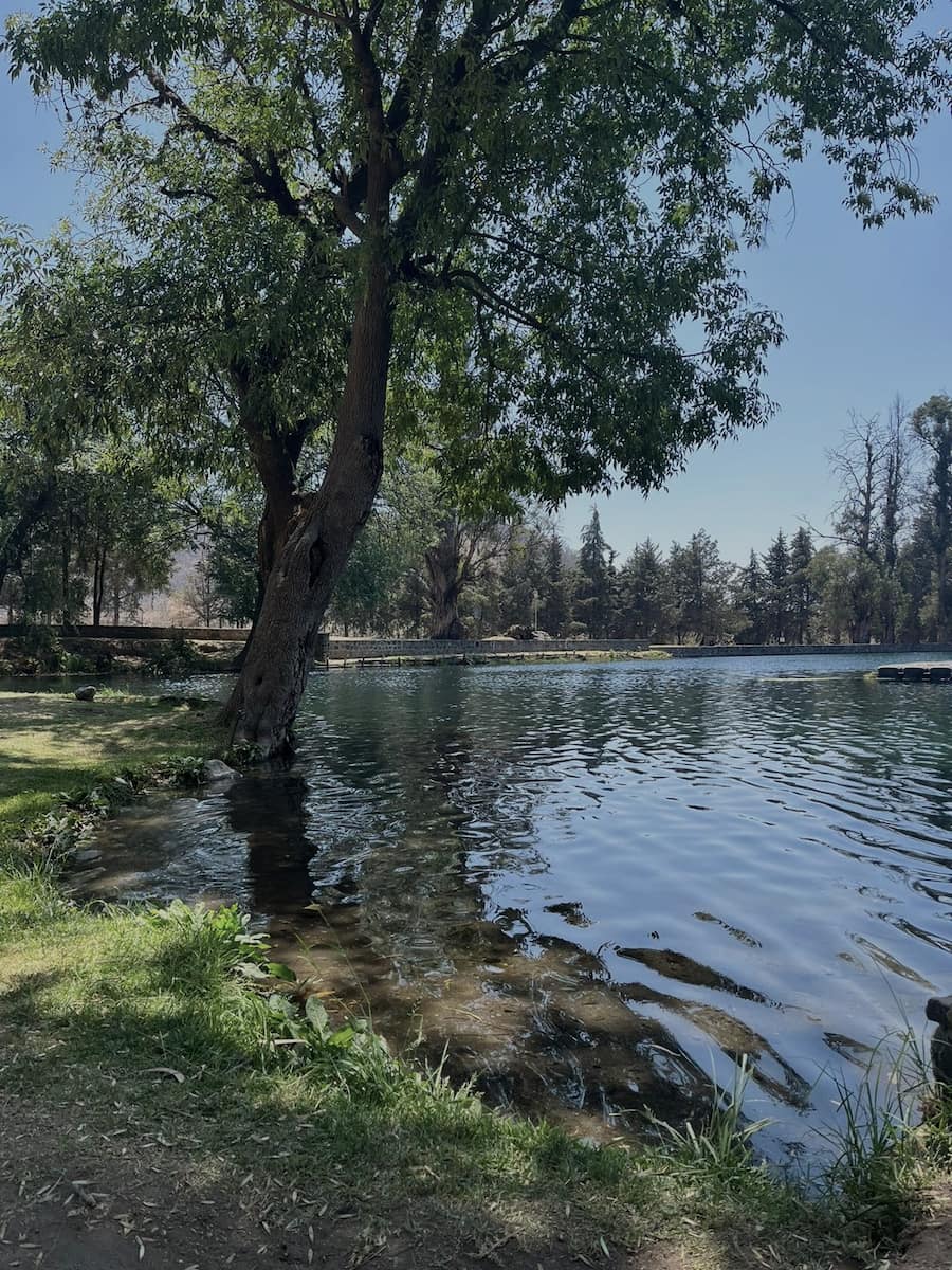 Arból y lago son el habitat de especies que producen pederina y bufotoxinas