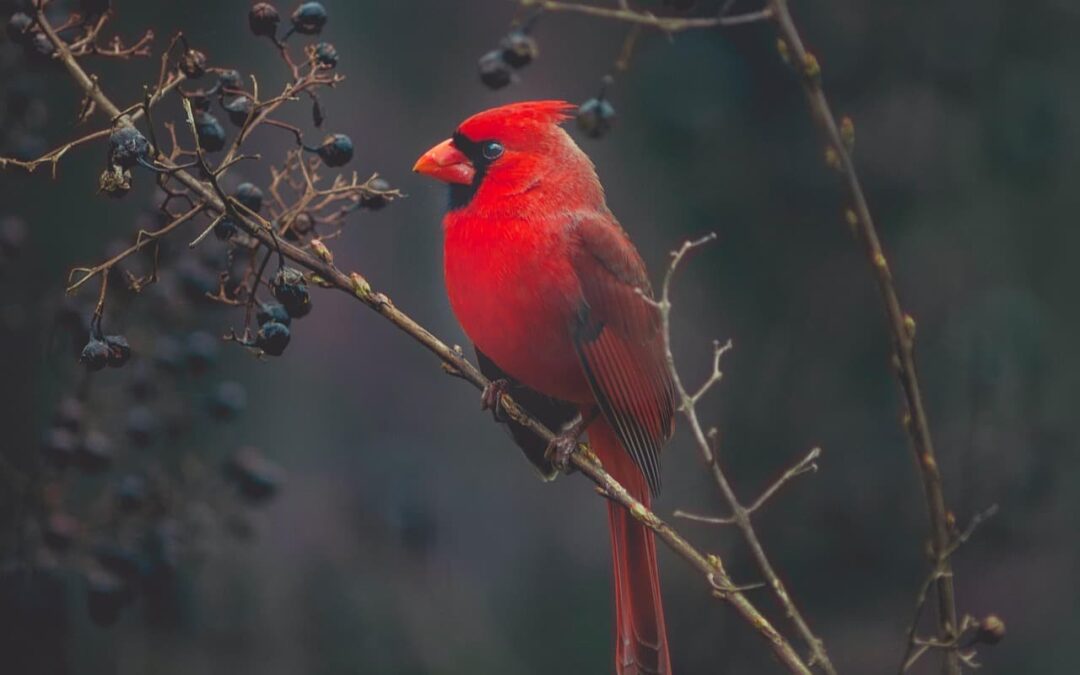 Carta 38: Curar un corazón roto y cardenales