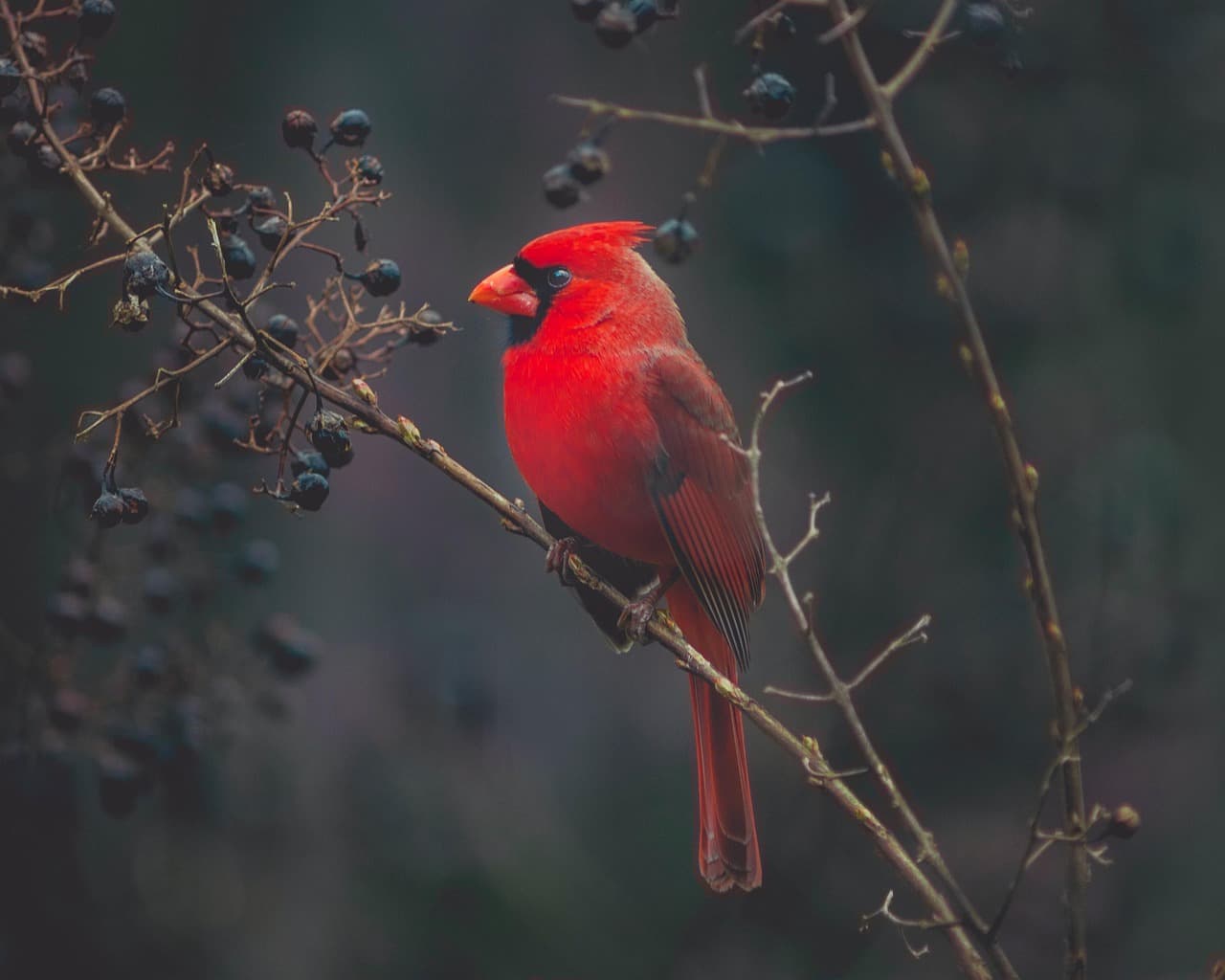 Cardenales y corazón roto.